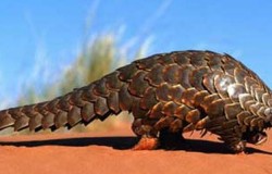 Precise Pangolin — Кодовое название Ubuntu 12.04